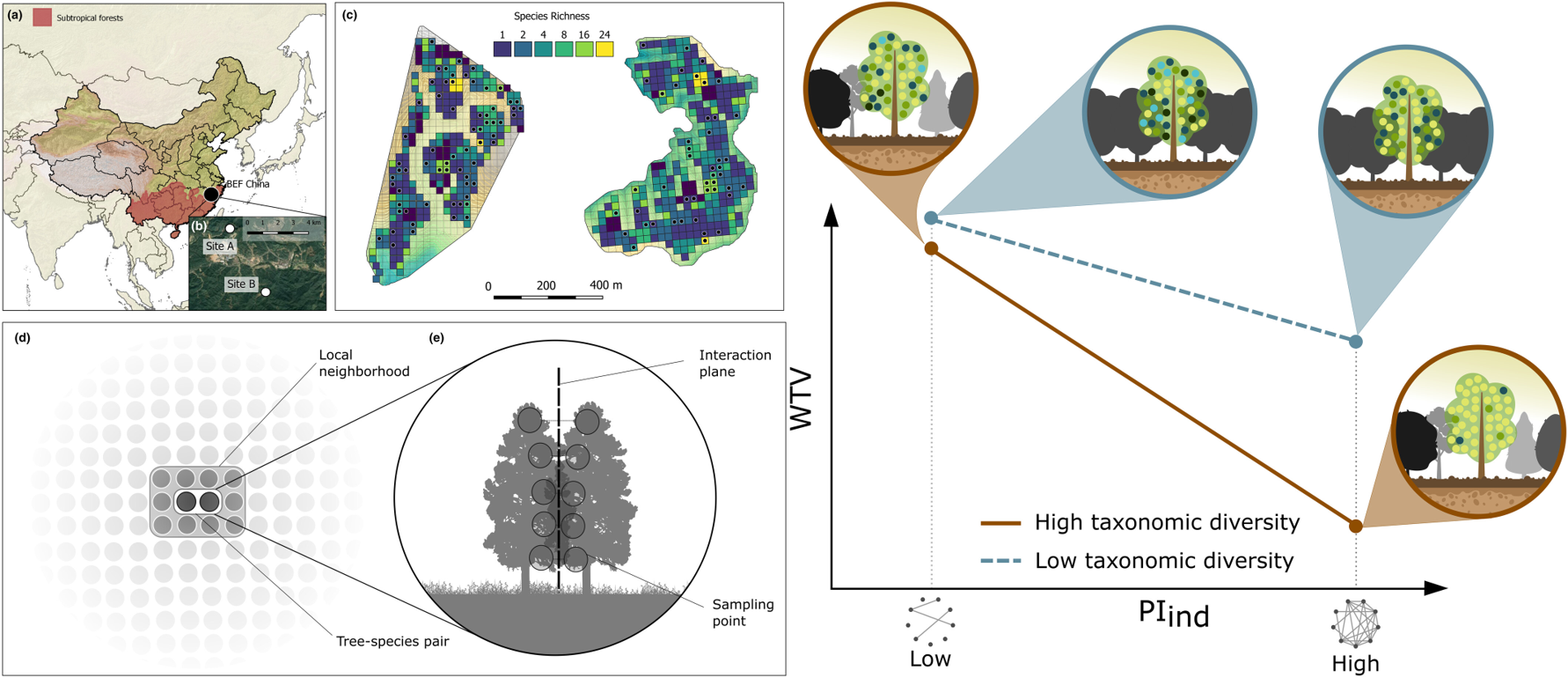Within-individual leaf trait variation increases with phenotypic integration in a subtropical tree diversity experiment