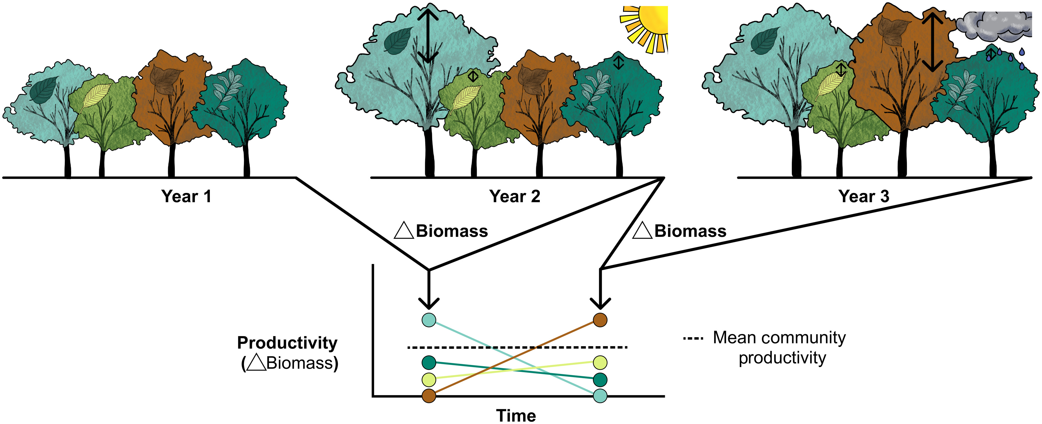 Species richness stabilizes productivity via asynchrony and drought-tolerance diversity in a large-scale tree biodiversity experiment