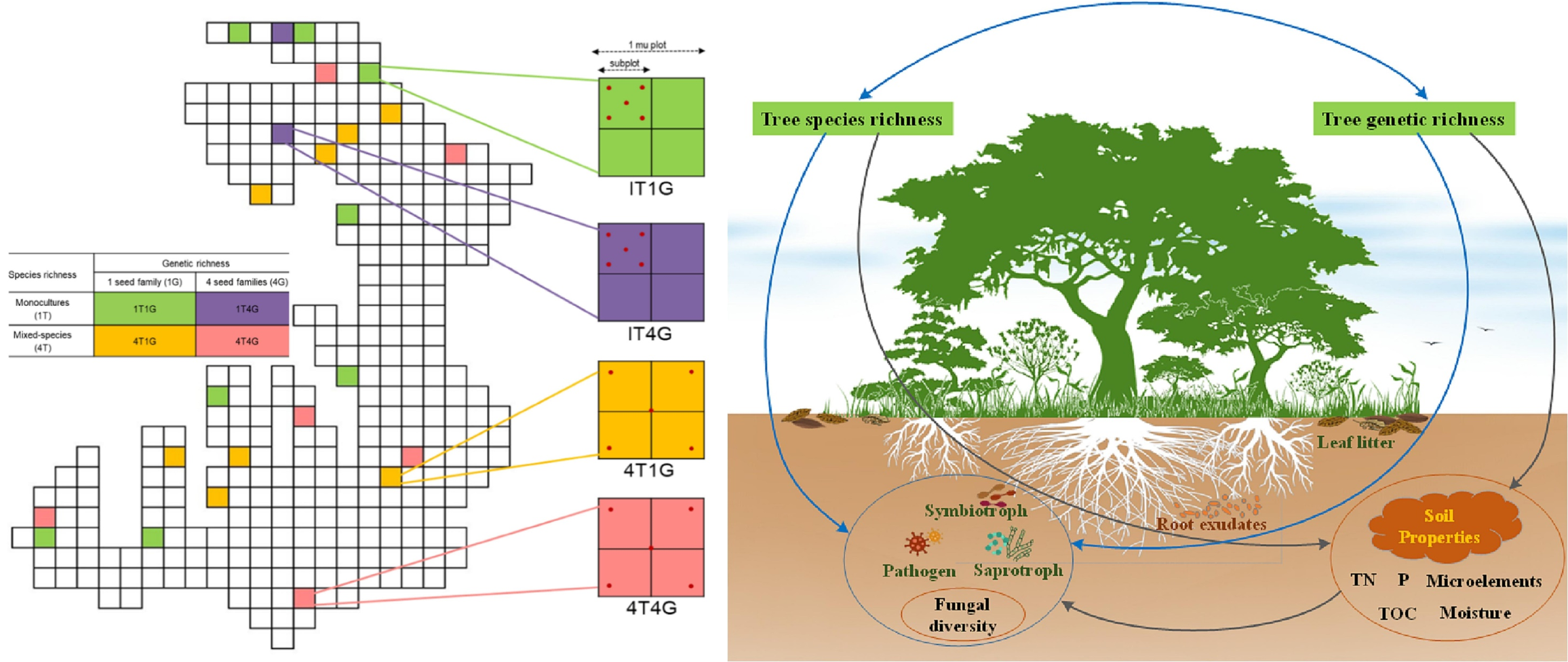 Subtropical forest tree genetic richness causes contrasting effects on soil fungal guilds in monocultures and mixed-species stands