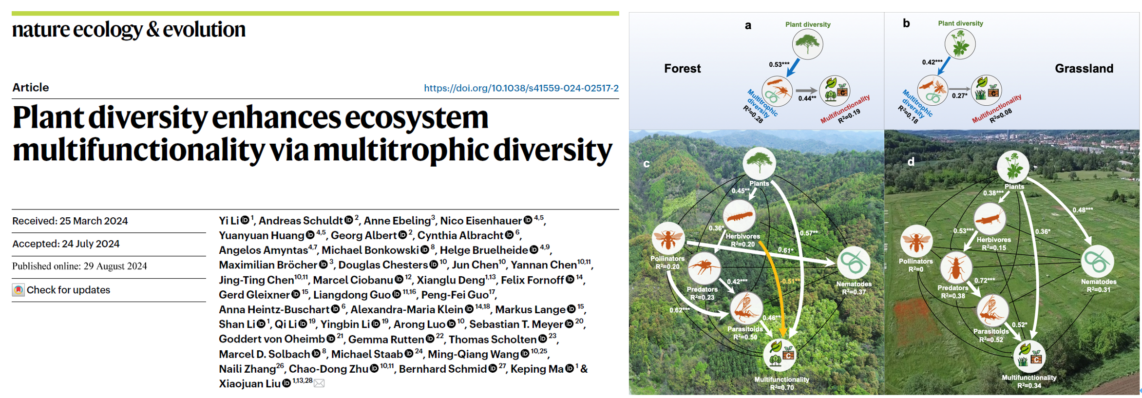 Plant diversity enhances ecosystem multifunctionality via multitrophic diversity