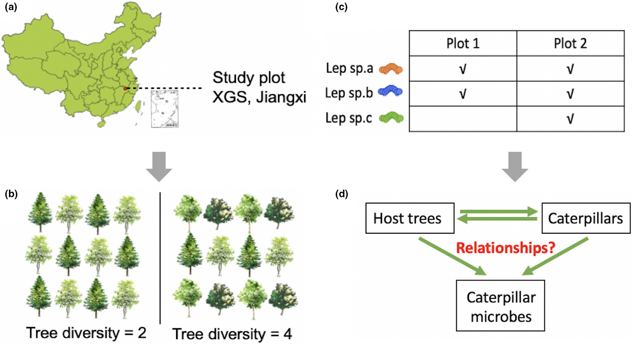 Tree diversity and functional leaf traits drive herbivore-associated microbiomes in subtropical China.