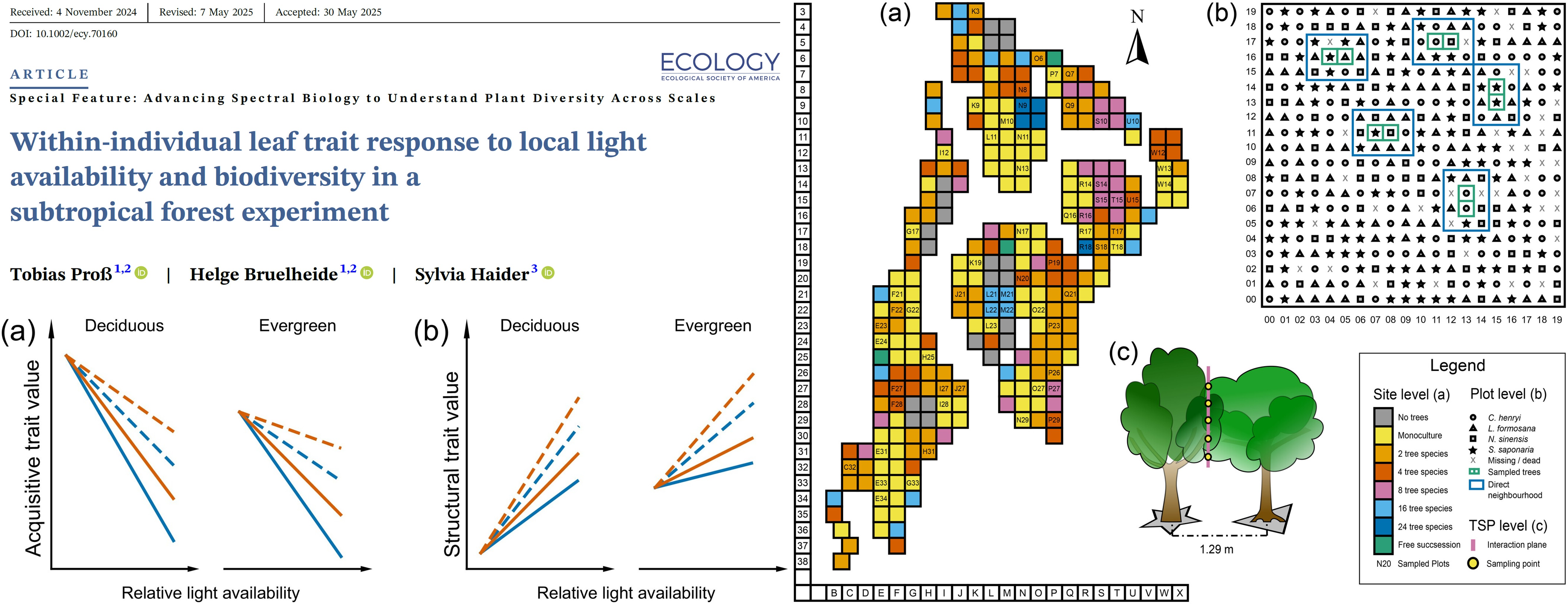 Within-individual leaf trait response to local light availability and biodiversity in a subtropical forest experiment
