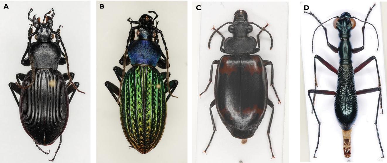 What shapes ground beetle assemblages in a tree species-rich subtropical forest?