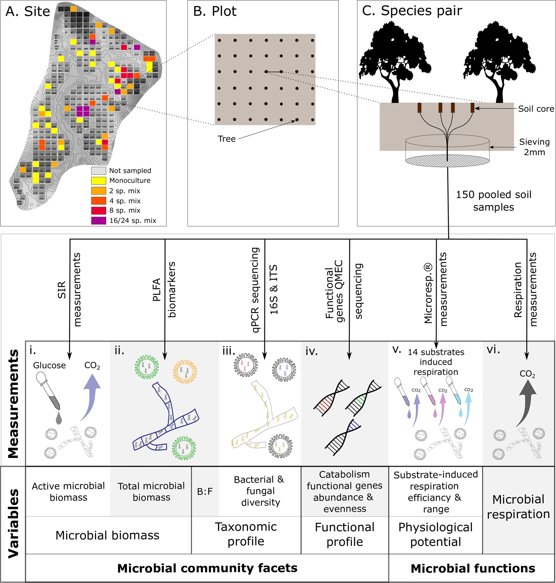 Tree diversity and soil chemical properties drive the linkages between soil microbial community and ecosystem functioning