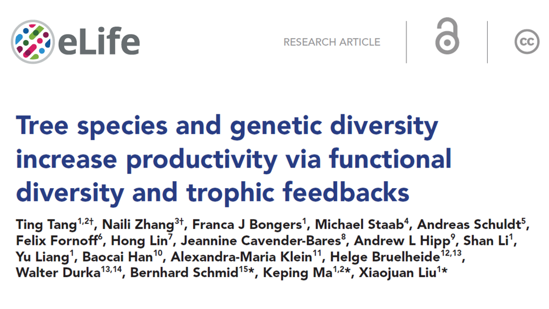 Tree species and genetic diversity increase productivity via functional diversity and trophic feedbacks