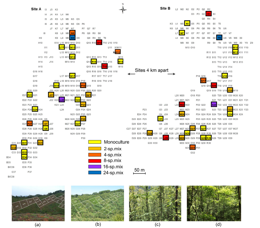 Phylogenetic relatedness, functional traits, and spatial scale determine herbivore co‐occurrence in a subtropical forest