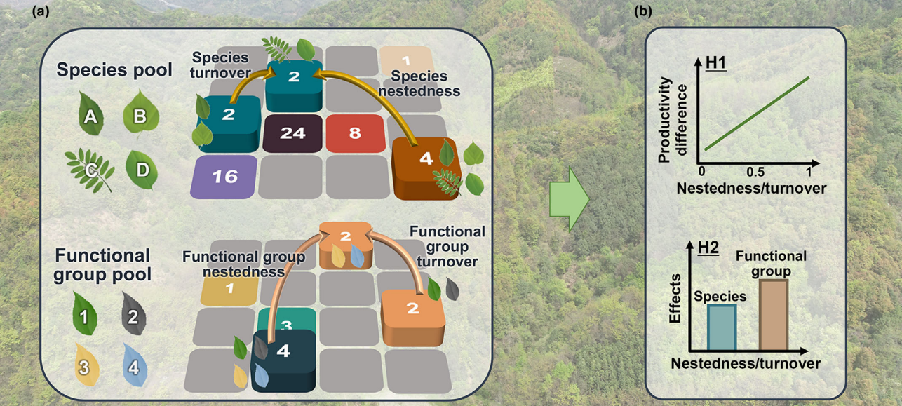 Strong nestedness and turnover effects on stand productivity in a long‐term forest biodiversity experiment