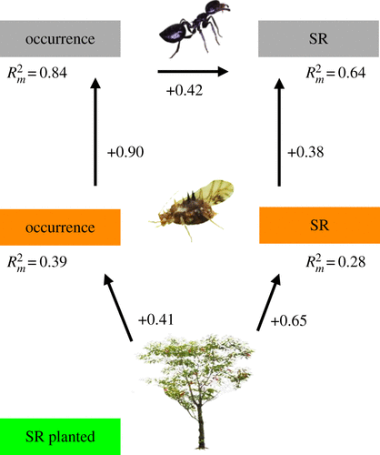 Tree diversity increases robustness of multi-trophic interactions