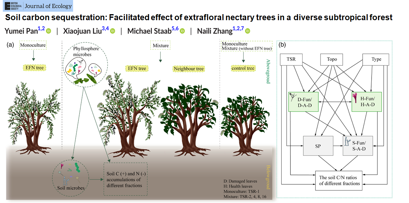 Soil carbon sequestration: Facilitated effect of extrafloral nectary trees in a diverse subtropical forest